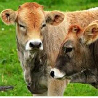 Join Pakistan C&G Mandi 🐂🐐🐐🐫 Whatsapp Group Link | Groupsor
