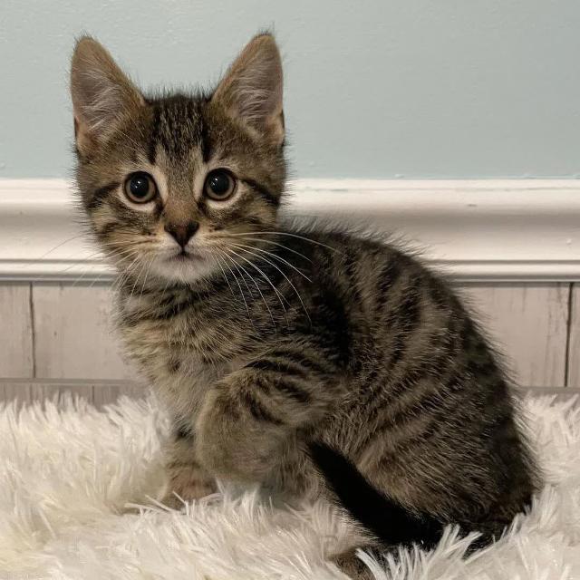 Join Cat Lovers group Whatsapp Group Link | Groupsor