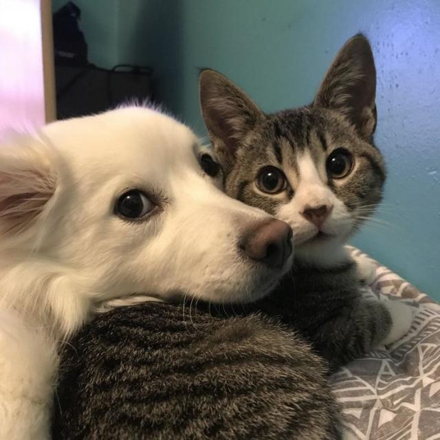 Join Street dog and cat adoption 💝😺 Whatsapp Group Link | Groupsor