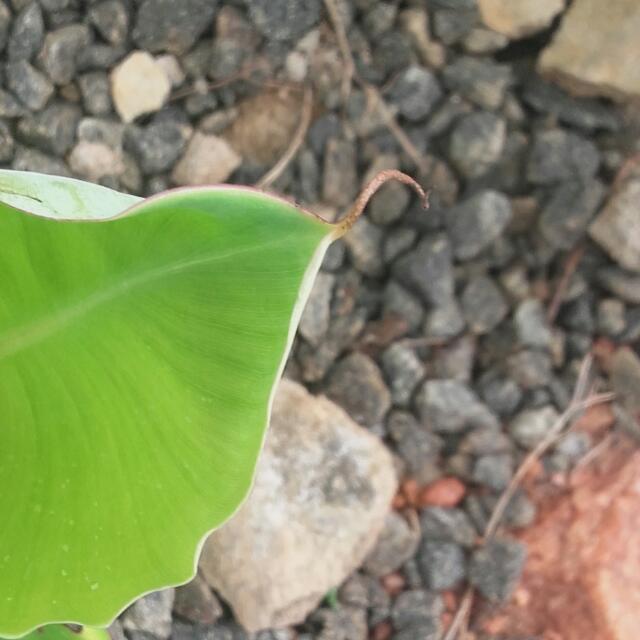 පිස්සො පිස්සියෝ💓🙈 WhatsApp Group