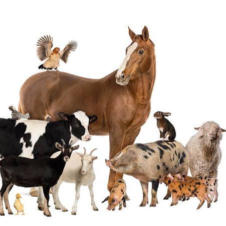 Brike De Animais DDD 55 54