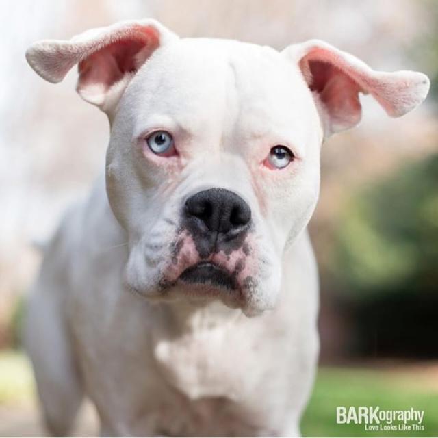 dog no 1 Whatsapp Group Link | Groupsor
