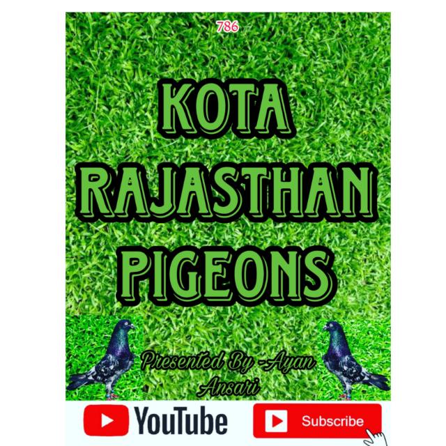 ĸoтa🕊️ rajaѕтнan 🕊️pιgeon Whatsapp Group Join Link
