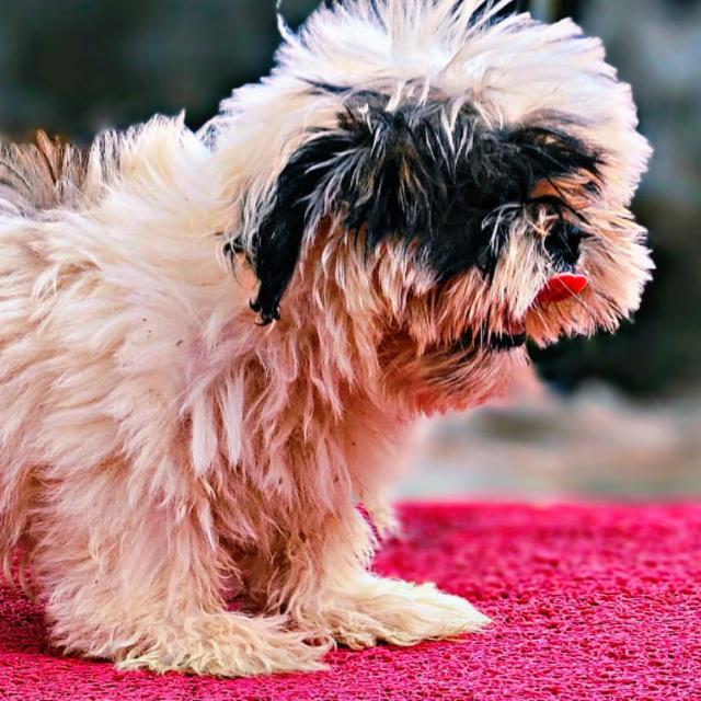 Kerala Pet sale only Whatsapp Group Join Link