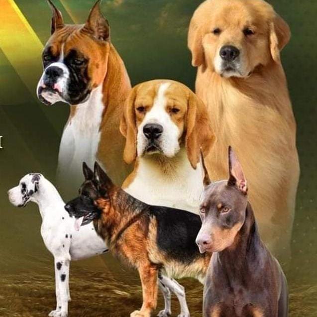 INDIAN BREEDERS Whatsapp Group Link | Groupsor