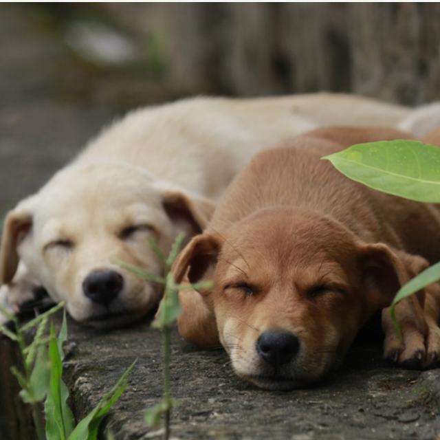 Join 🐶🐶 Dog adoption lost/found alerts Bangalore Whatsapp Group Link | Groupsor