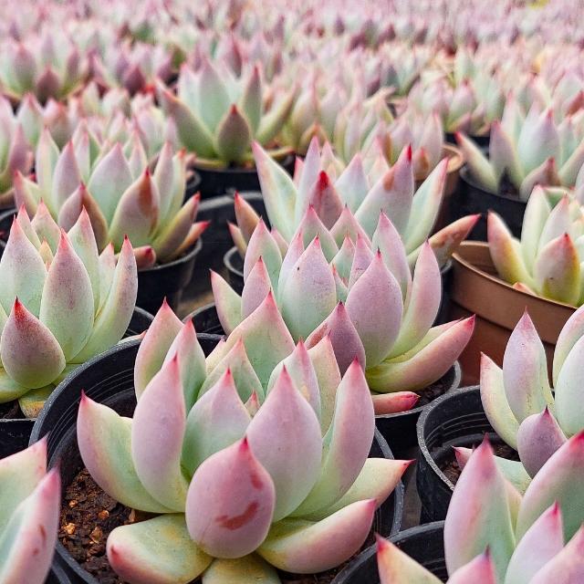 Vendas Valle das Suculentas