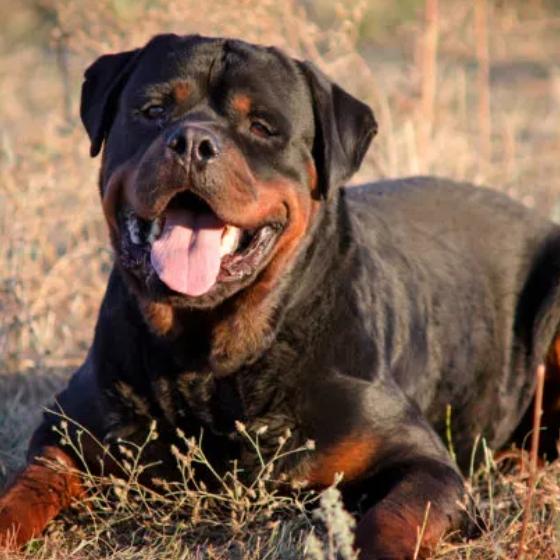 DOG SALE PURCHASE IN INDIA Whatsapp Group Link | Groupsor