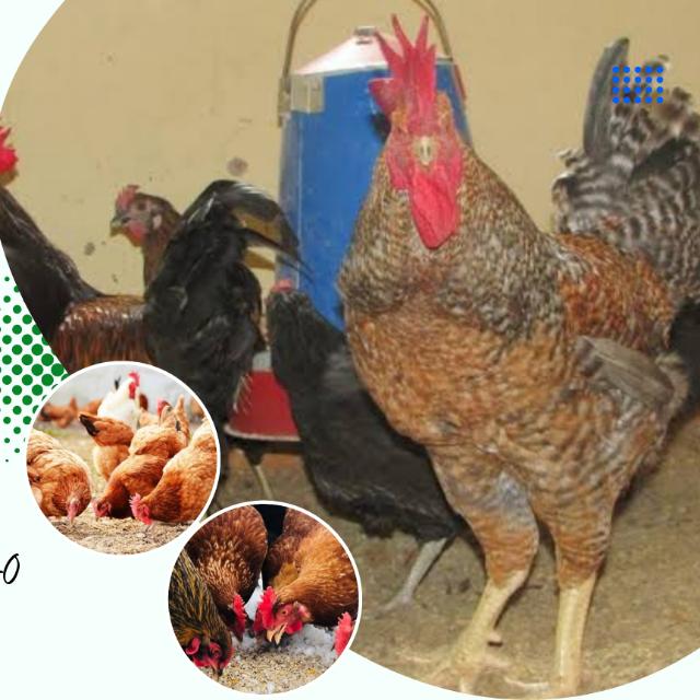 KILIMO & UFUGAJI KISASA 🌽🐓 WhatsApp Group link profile