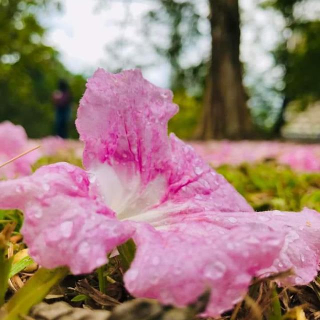 නිසදැස් - WhatsApp Group with 0 members