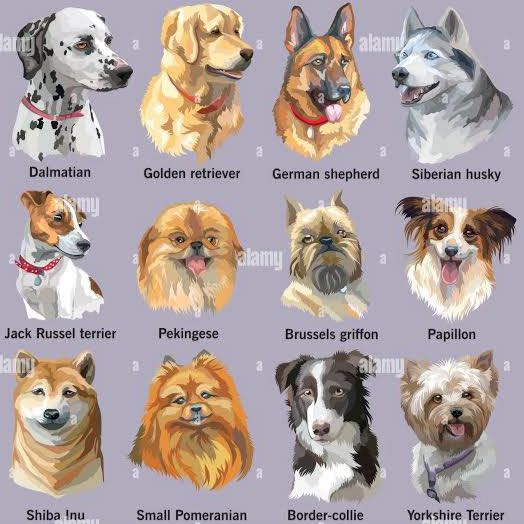 Join (ludhiana) sale and purchase all breeds dogs Whatsapp Group Link | Groupsor