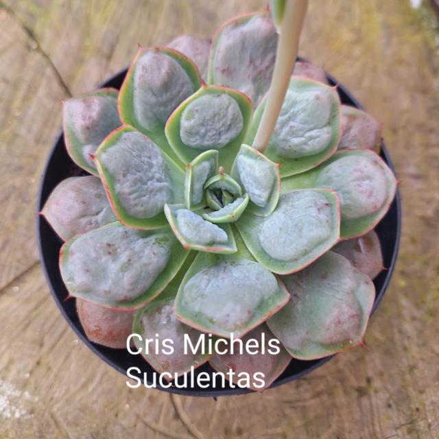 CRIS MICHELS SUCULENTAS SC🥰🍀