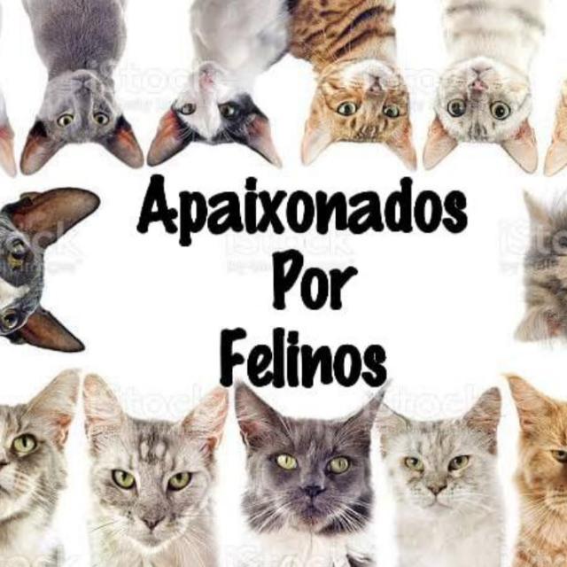 🐱Apaixonados Por Felinos🐱