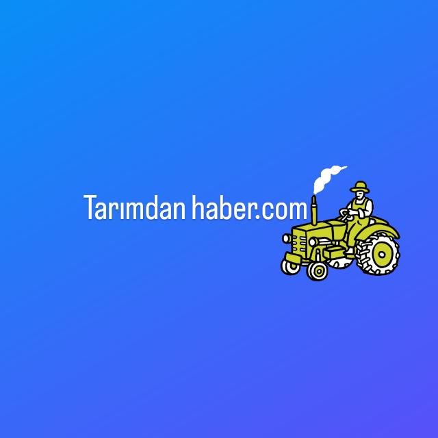chat.whatsapp.com