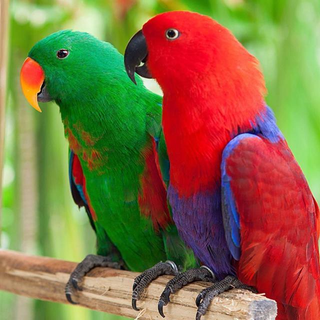 Perfect Parrots & Birds  Whatsapp Groups Join Link