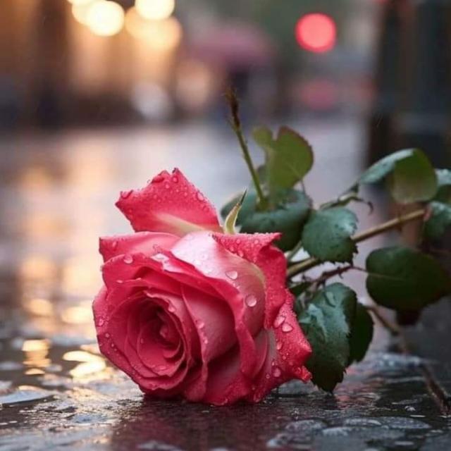 ðŸ–¤à¼ºá­„ðŸ„µðŸ„¾ðŸ…  ðŸ…ˆðŸ„¾ðŸ…„Ûá­„ÌŠÌŠà¿”à¿“ðŸ–¤