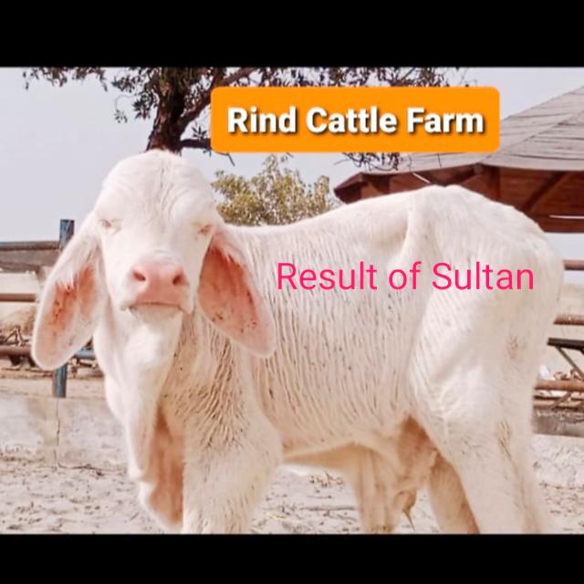 Join Rind Cattle Farm Whatsapp Group Link | Groupsor