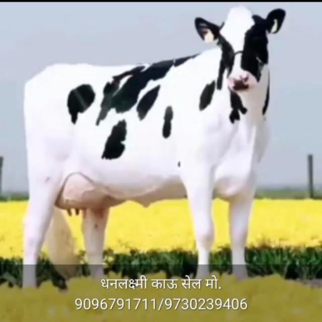 शेतकरी कृषी मार्केट अकोले 6