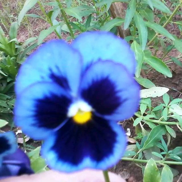Amor Perfeito Flores e Folhas