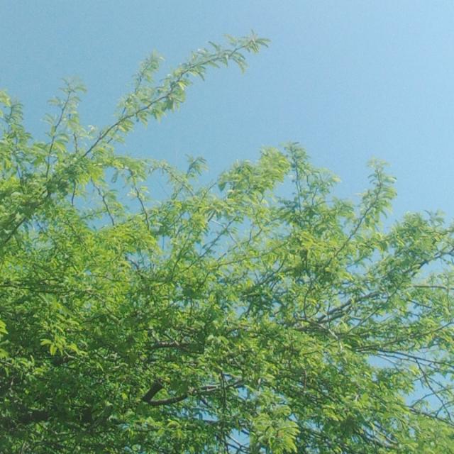 ðŸ‘‘King ðŸ‘‘ sum