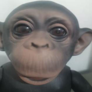 Tropa dos masqueicos🐵🐒