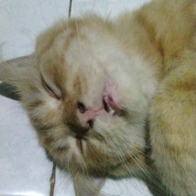 Join FREELANCE SZE| Whatsapp Group Link | Groupsor