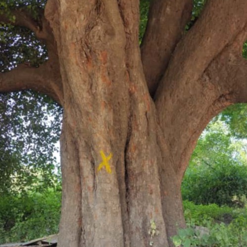 तपो'वन' वाचवा 🌳
