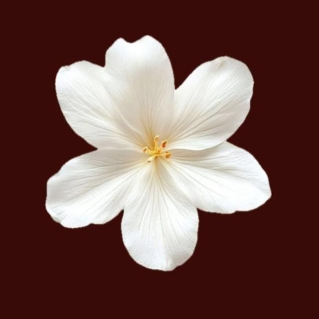 𝙎𝙞𝙧𝙖𝙩𝙖𝙡𝙢𝙪𝙨𝙩𝙖𝙦𝙚𝙚𝙢🌸 WhatsApp Group