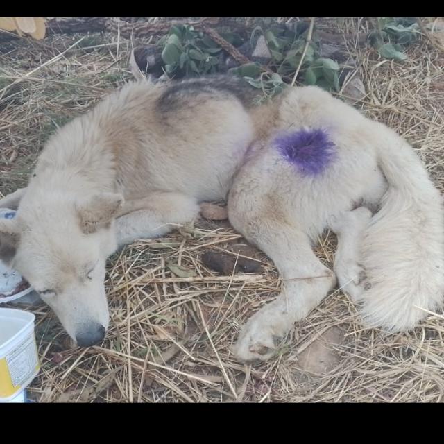 Cachorro abandonado pra morrer,com um tiro no quadril!💔💔💔😭😭😭