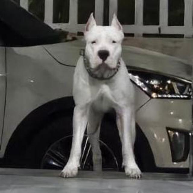 Join Cute Nagpur dog breeders🐶 Whatsapp Group Link | Groupsor
