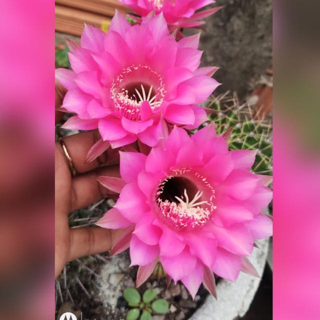 Vendas do meu jardim