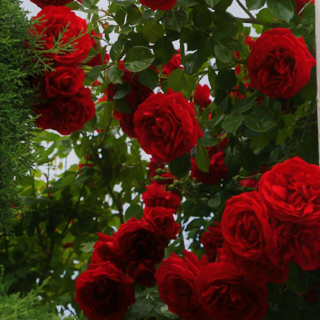 Finding that one Person Group's logo