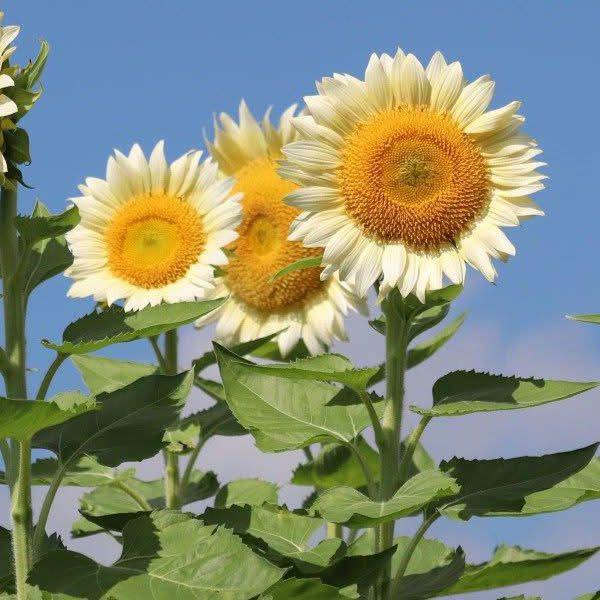 Free Skills+Entertainment 💫