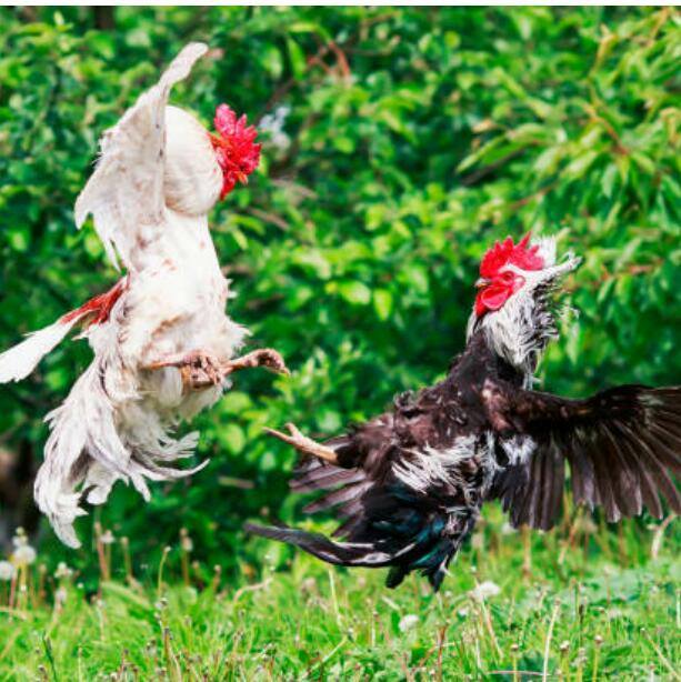 Pet information WhatsApp Group in Pets/Animals/Nature, Sri Lanka, English group/channel image