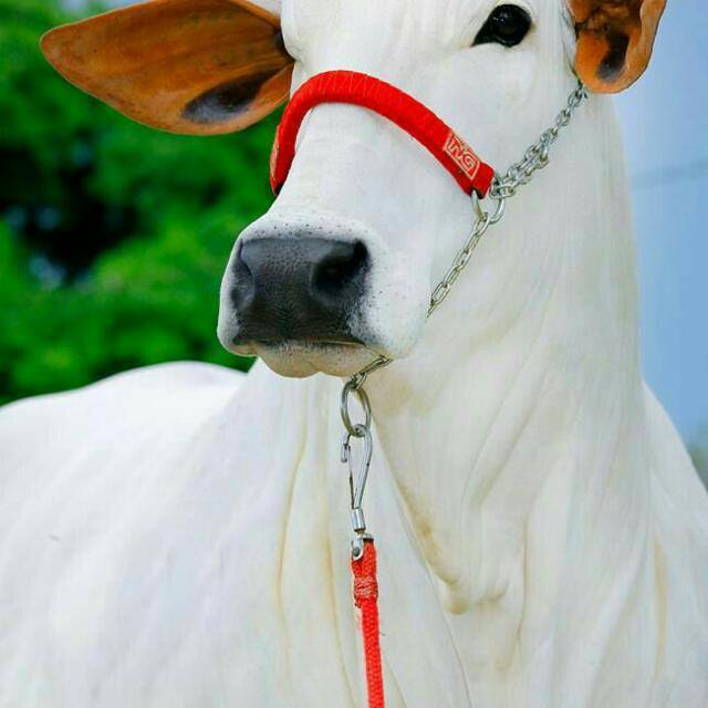 🤣🤣Masti🤣🤣 time🤣🤣 WhatsApp Group