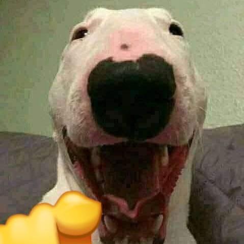 Avatar de Villa Roms