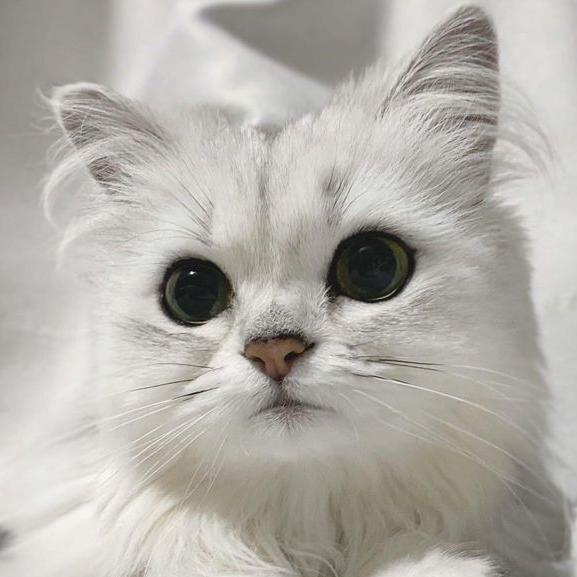 ᴵᴺᴰ𝐊𝐔𝐓𝐓𝐘 𝐊𝐔𝐑𝐀🐭