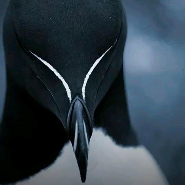 𝐈𝐦𝐩𝐞́𝐫𝐢𝐨 𝐌𝐚𝐪𝐮𝐢𝐚𝐯𝐞𝐥 🔱 - Grupos WhatsApp no SeuGrupo