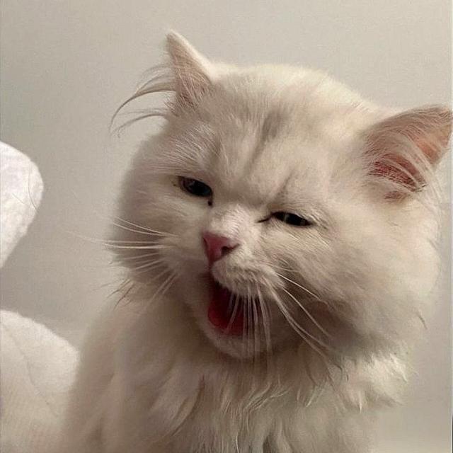 ᵀᴹ𝐊𝐮𝐭𝐭𝐲 𝐊𝐮𝐫𝐚🐹