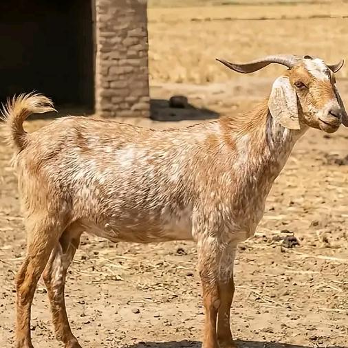 Animals sale point Chishtian