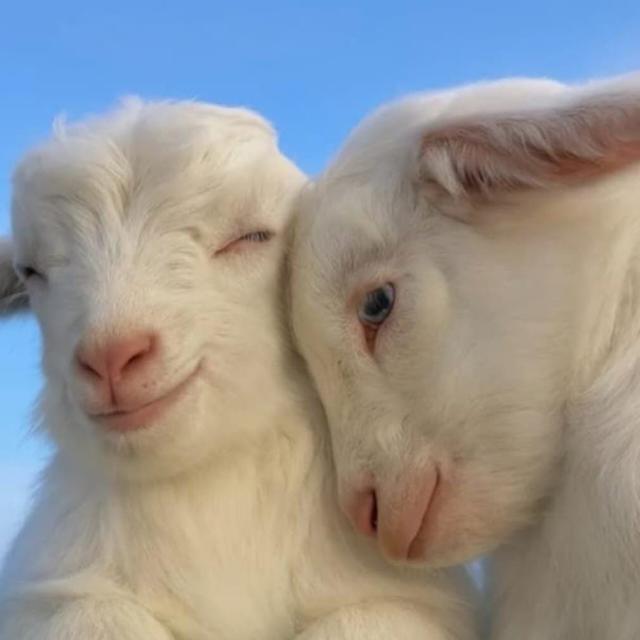 GOATS FOR SELL