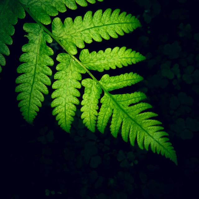 Free Movie and Series Whatsapp group