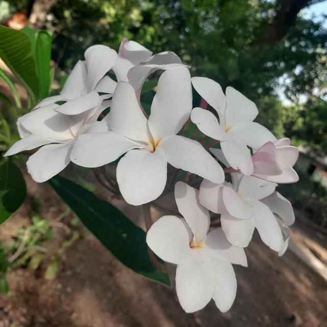 मराठी कपल & सिंगल