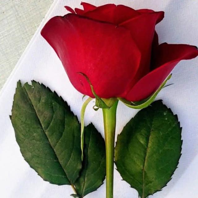 🌹 फुलपाखरू 🌹