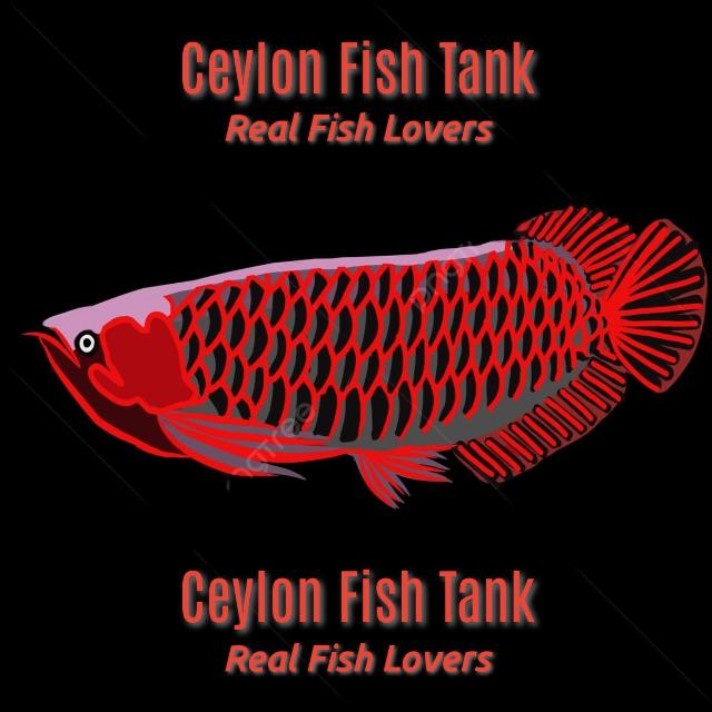 🐠𝘾𝙀𝙔𝙇𝙊𝙉 𝙁𝙄𝙎𝙃 𝙏𝘼𝙉𝙆🐠