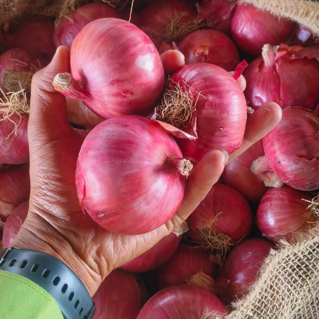 More Traders Onion export supplier