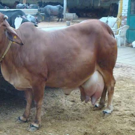 Join 🐂Cows,& Goats 🐐 stock Whatsapp Group Link | Groupsor