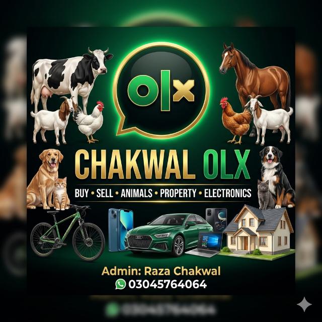 Chakwal OLX