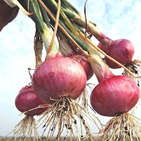 Join Indian Onion Export Whatsapp Group Link | Groupsor